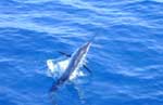 This sailfish makes one last attempt to part ways with the angler.