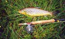 July mayflies will entice larger trout which rarely rise for the rest of the season.