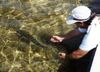 Releasing a bonefish in Biscayne Bay.
