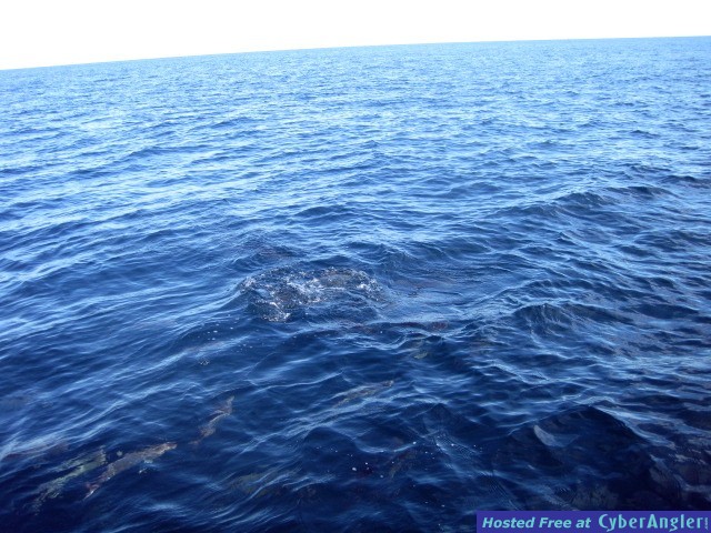 Click to Enlarge Photo