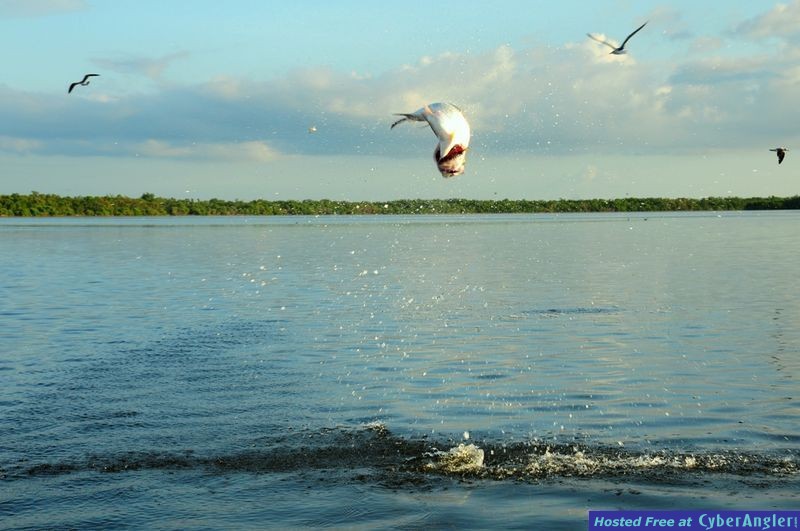 Click to Enlarge Photo