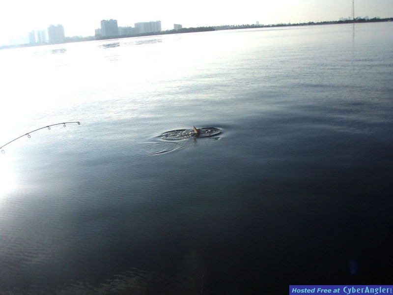 Click to Enlarge Photo