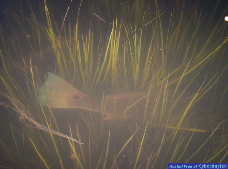 redfish looking for lunch