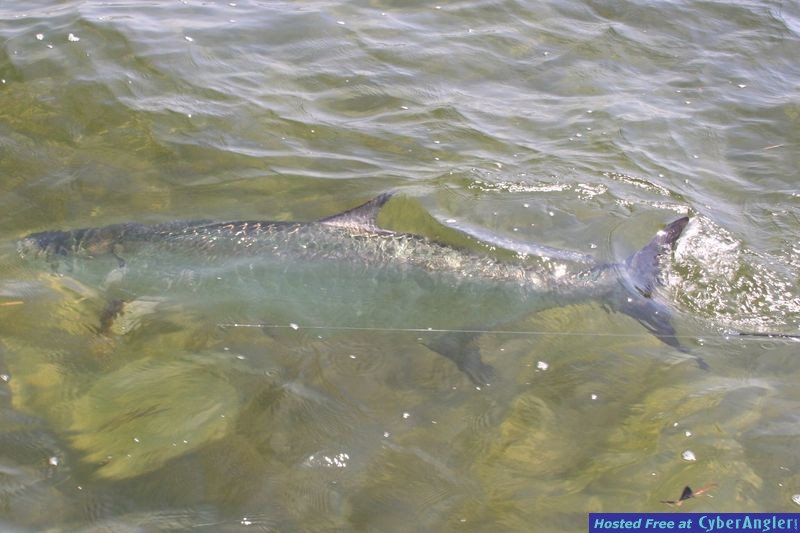 big tarpon under water
