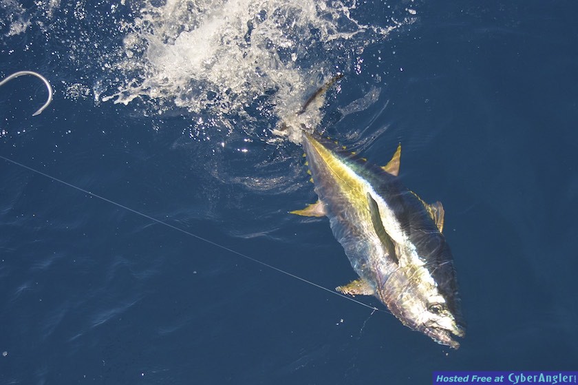 Click to Enlarge Photo