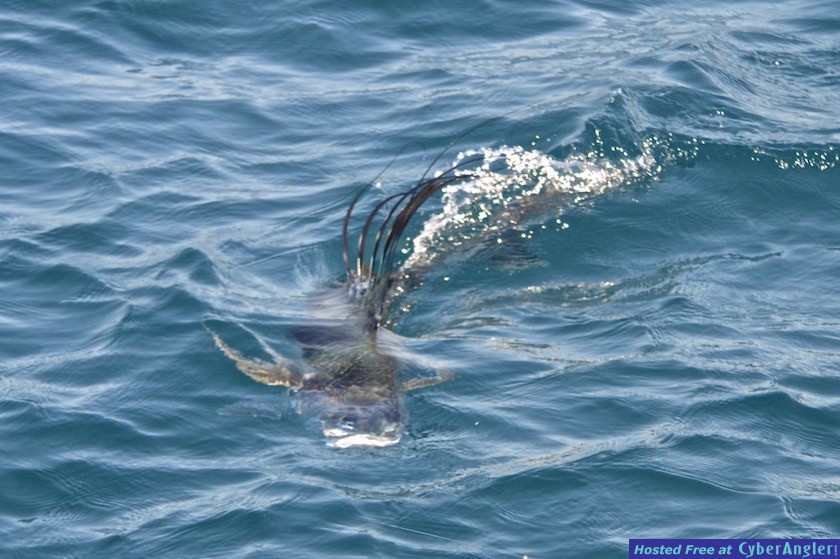 Click to Enlarge Photo